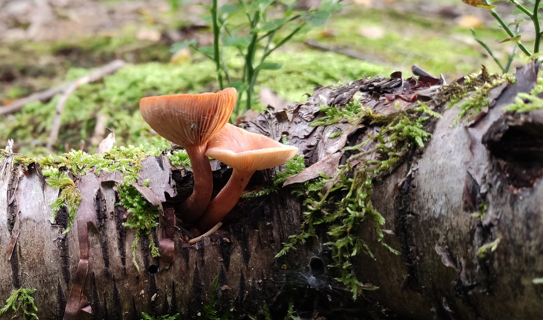 Pilz-Pärchen  aus einem Stamm