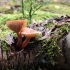 Pilz-Pärchen  aus einem Stamm