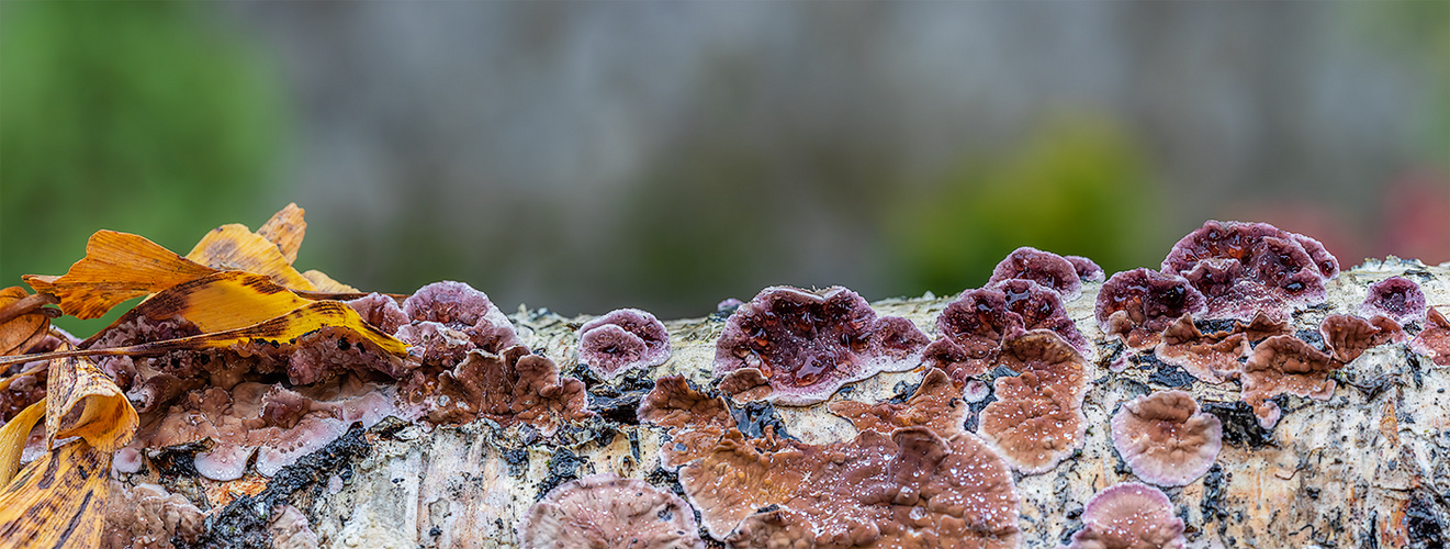 Pilz-Pano