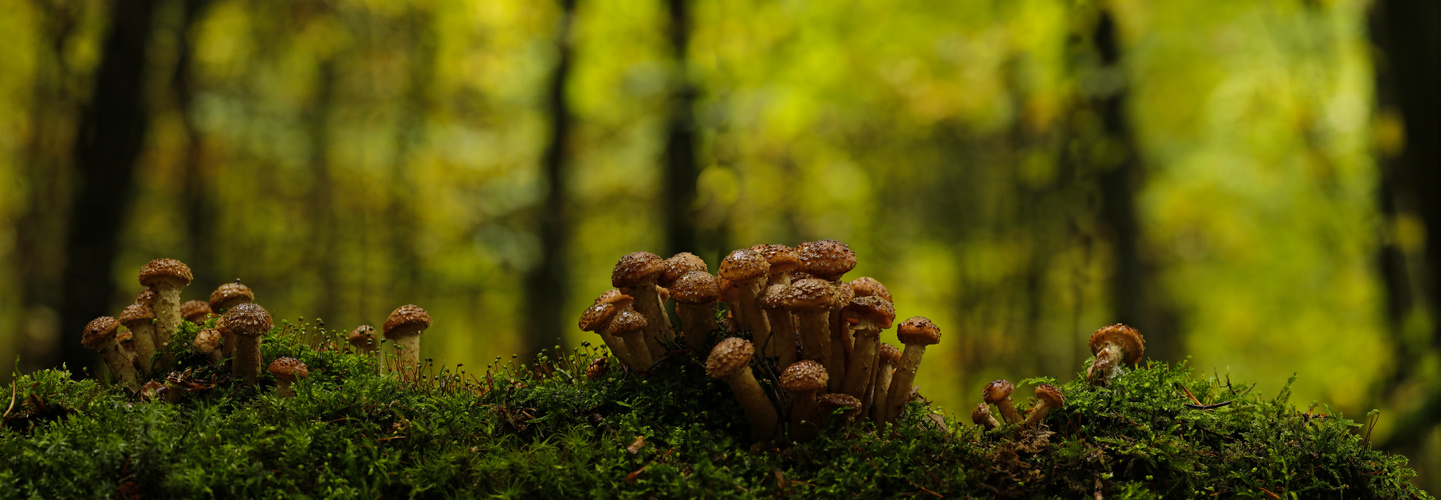 Pilz Panorama