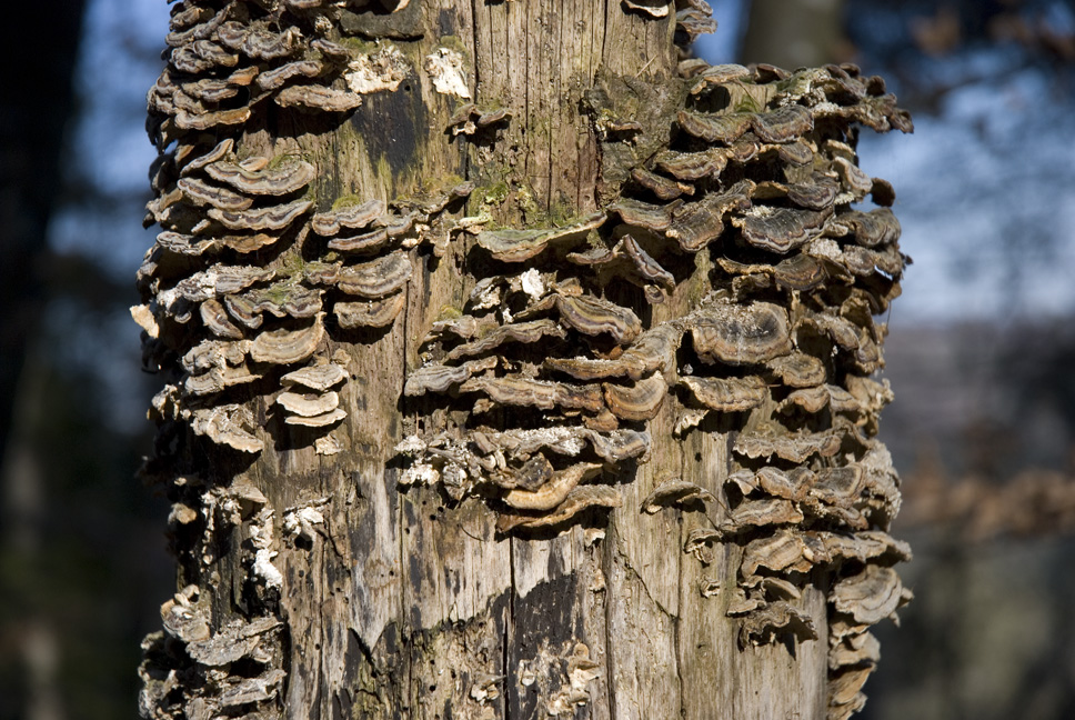 Pilz Paradies