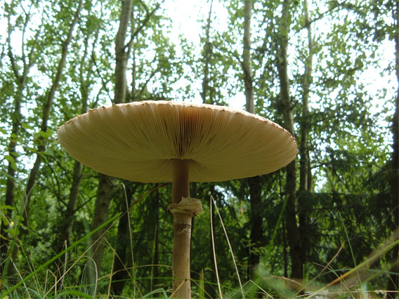 Pilz - Parasol?