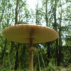 Pilz - Parasol?