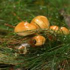 Pilz-Pirsch