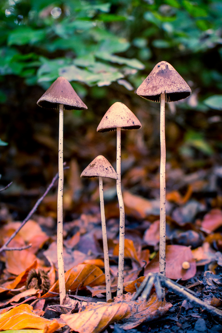 Pilz Quartett