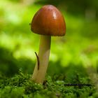 Pilz - Scheidenstreifling