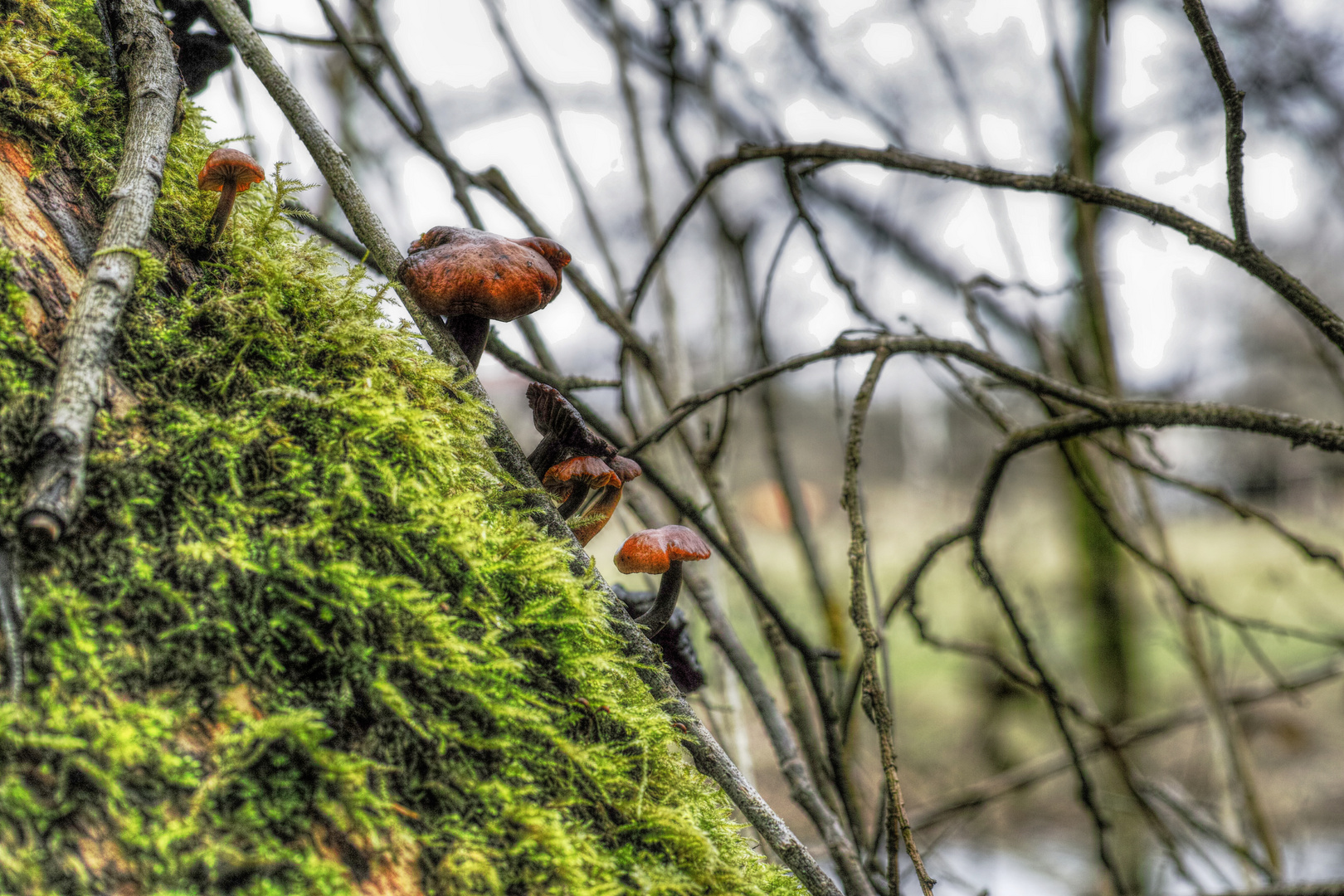 Pilz Schieflage