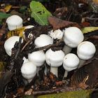Pilz – Schießanlage in Weiß