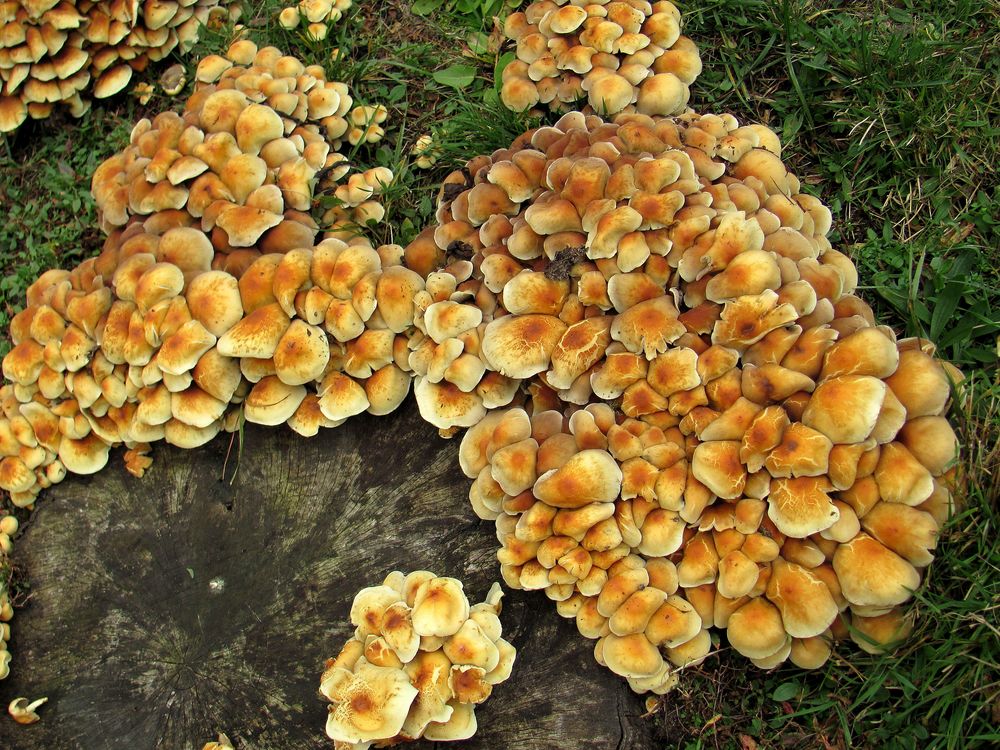 Pilz-Schwemme