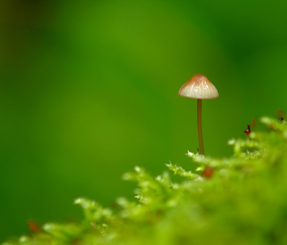 Pilz serviert auf Moos