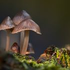 Pilz-Szene im Ratinger Wald