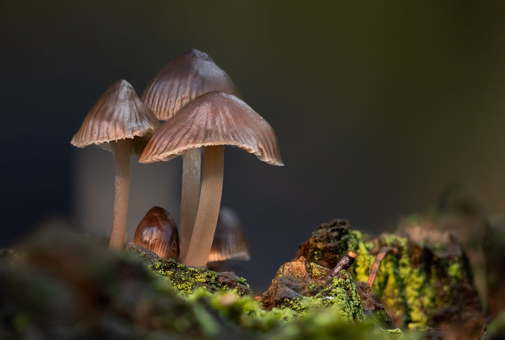 Pilz-Szene im Ratinger Wald