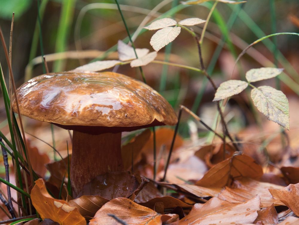 Pilz time Foto & Bild pflanzen, pilze & flechten, pilze & flechten