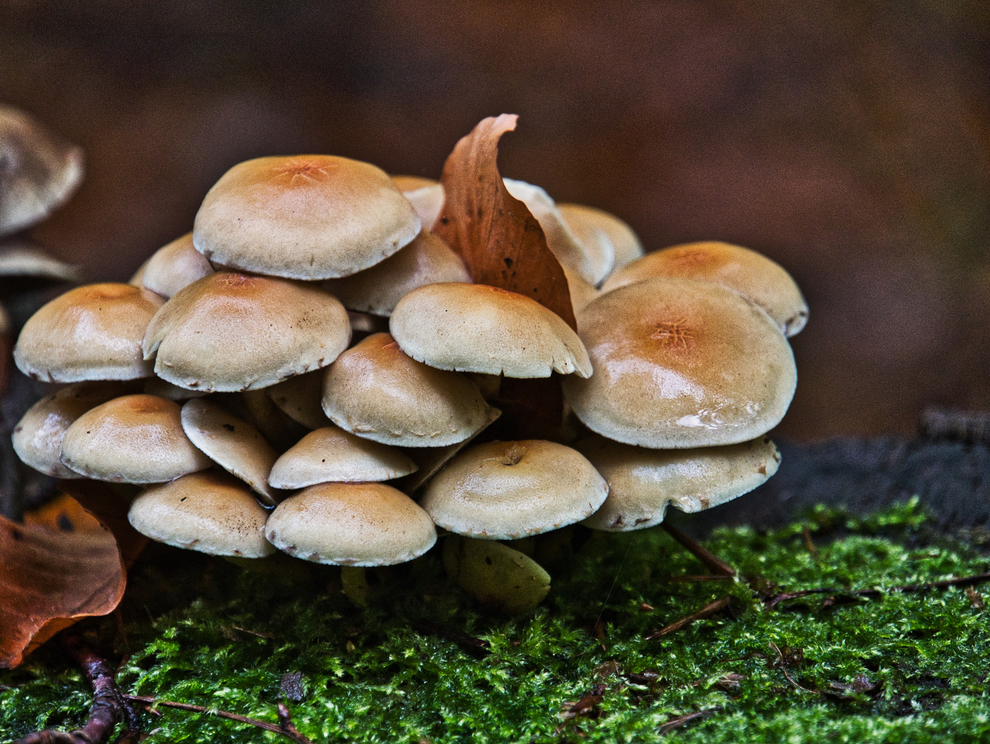 Pilz time Foto &amp; Bild | pflanzen, pilze &amp; flechten, pilze &amp; flechten ...
