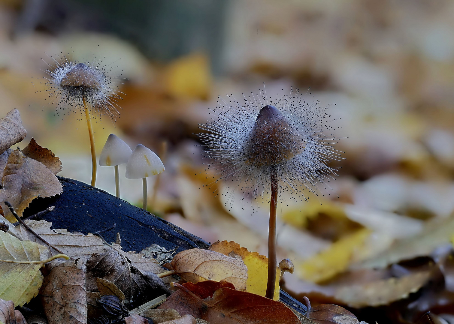 Pilz trägt Pilz