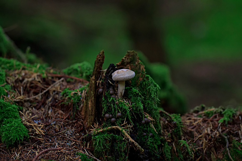 Pilz trifft Beeren