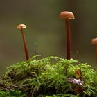 Pilz Trio