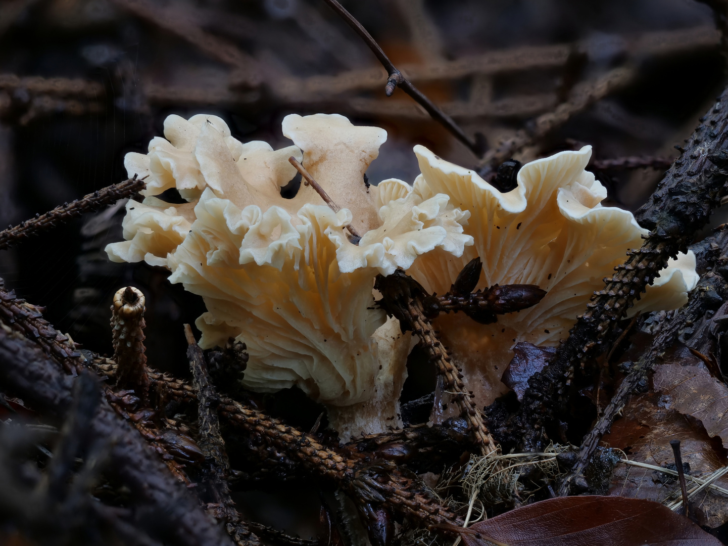 Pilz - unbekannt