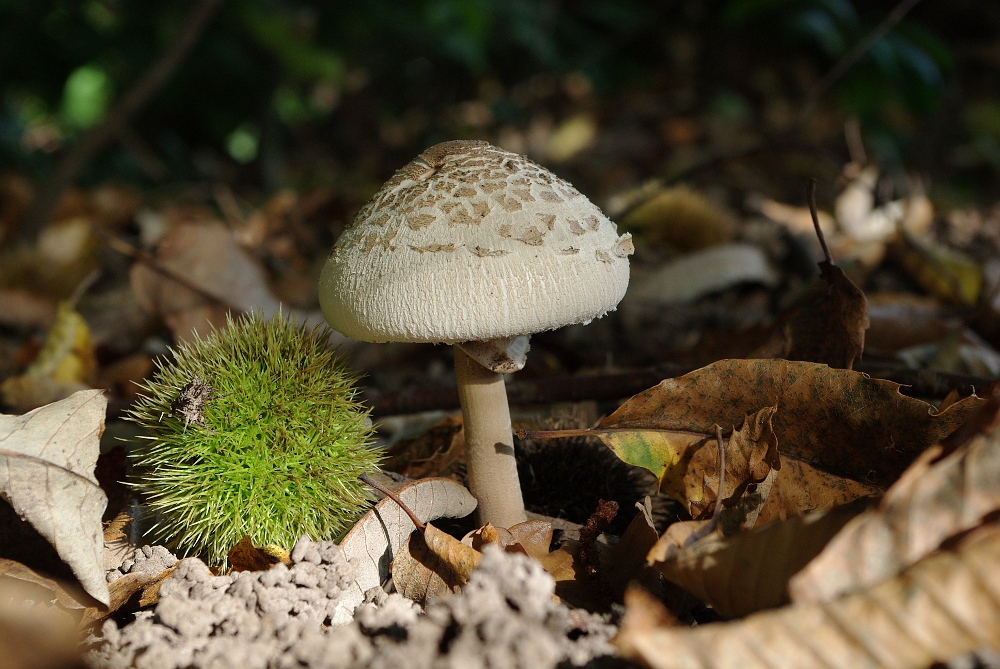 Pilz- und Esskastanien-Zeit