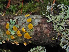 Pilz und Flechte etwas näher gezeigt