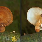 Pilz und Flechte - Focus Bracketing