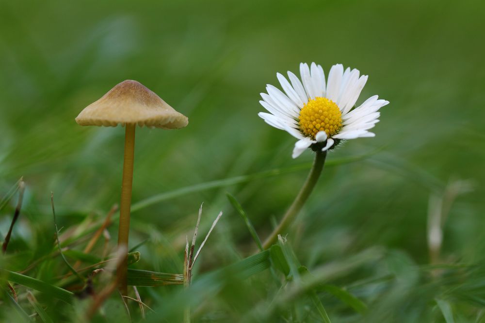 Pilz und Gänseblümchen