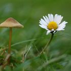 Pilz und Gänseblümchen