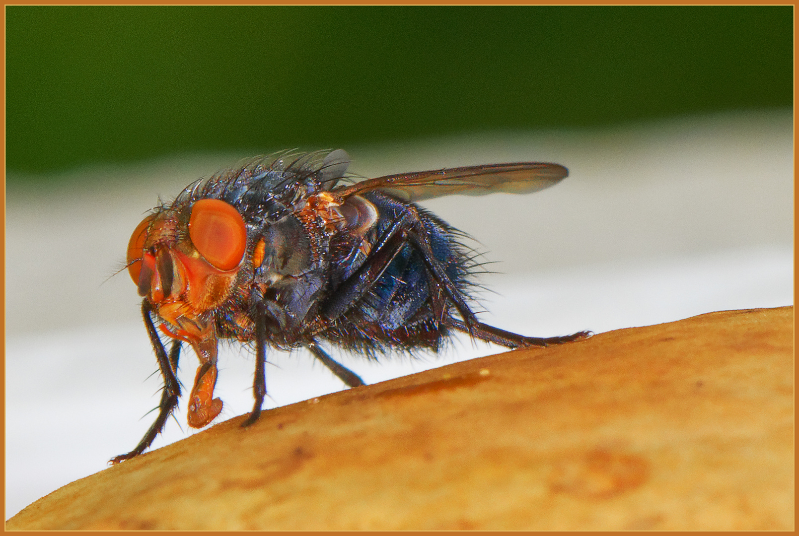 Pilz und große Fliege