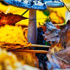 Pilz und Herbstblätter