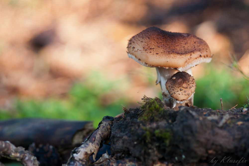 Pilz und Pilzchen