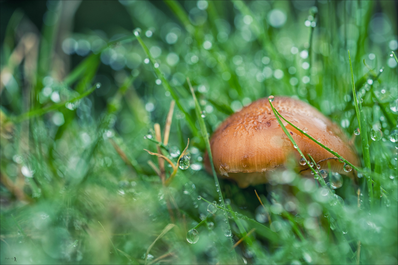 Pilz und Regen
