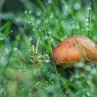 Pilz und Regen