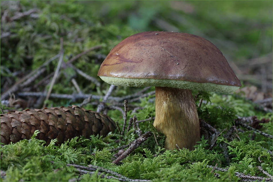 Pilz und Zapfen