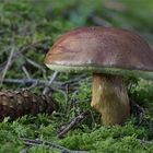 Pilz und Zapfen