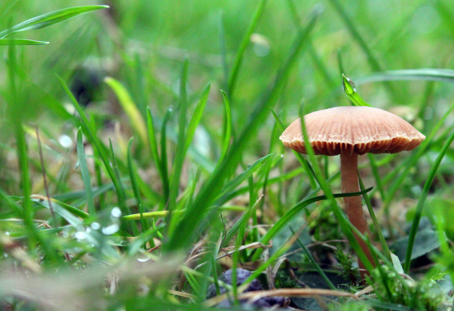 Pilz unter Tropfen