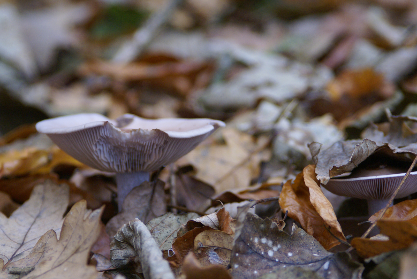 Pilz unterm Laub