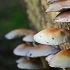 Pilz Versammlung