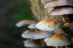 Pilz Versammlung