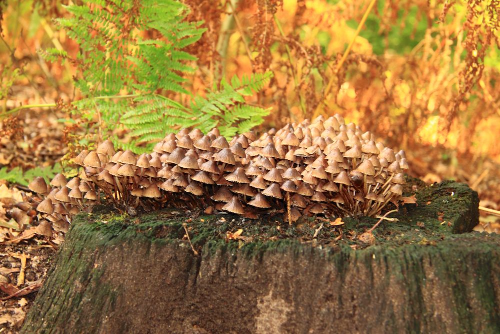 Pilz-Versammlung