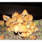 Pilz .......... Versammlung ............