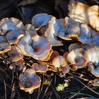 Pilz-Versammlung im Wald