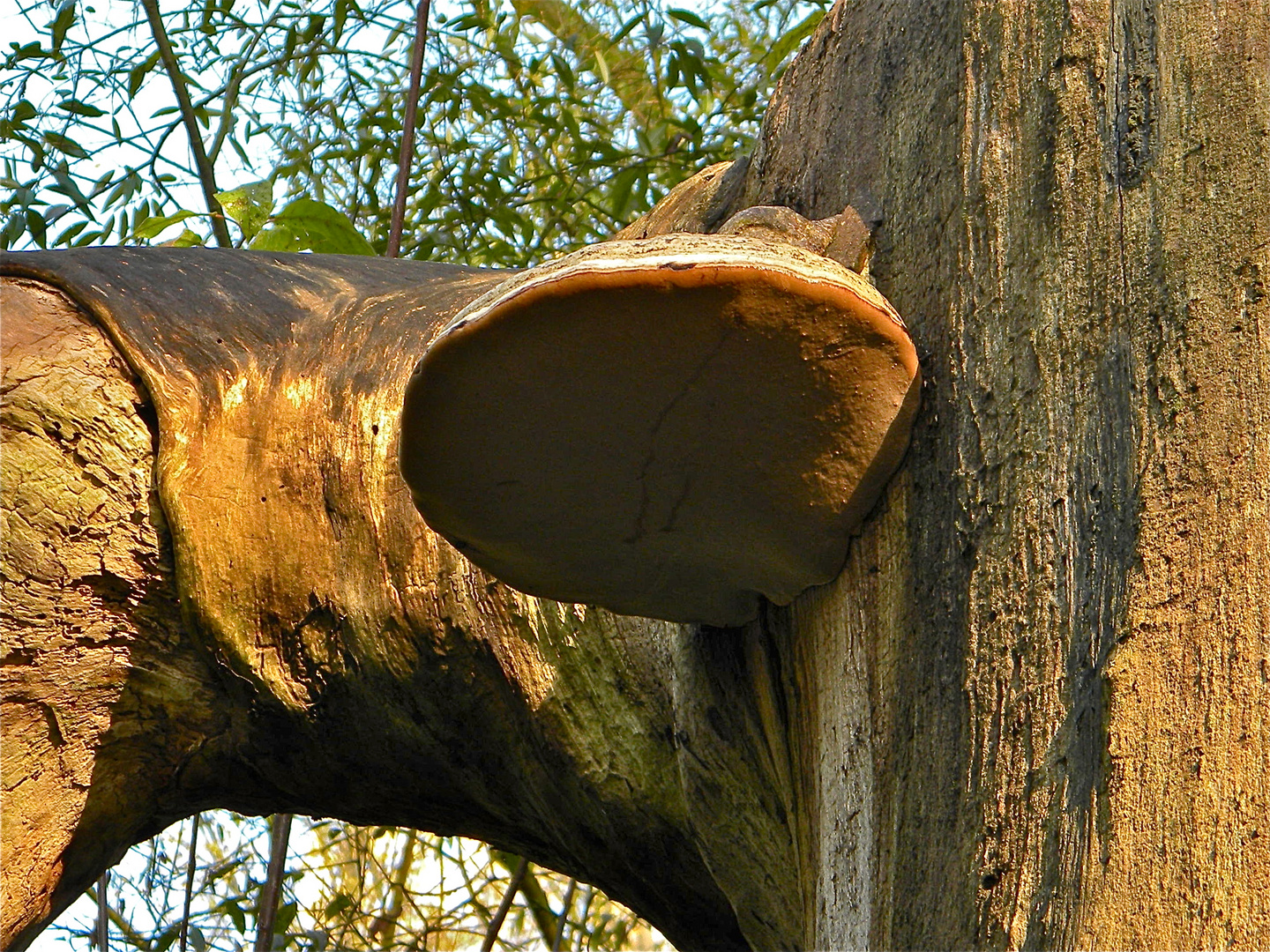 PILZ VI: Ob das wohl ein echter Zunderschwamm (Fomes fomentarius) ist?