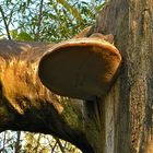 PILZ VI: Ob das wohl ein echter Zunderschwamm (Fomes fomentarius) ist?