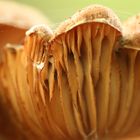 Pilz von der Seite