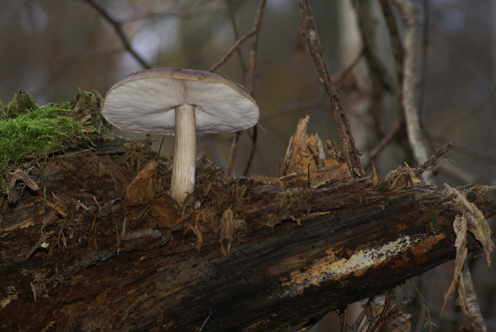 pilz von unten