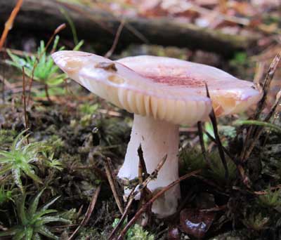 Pilz von unten