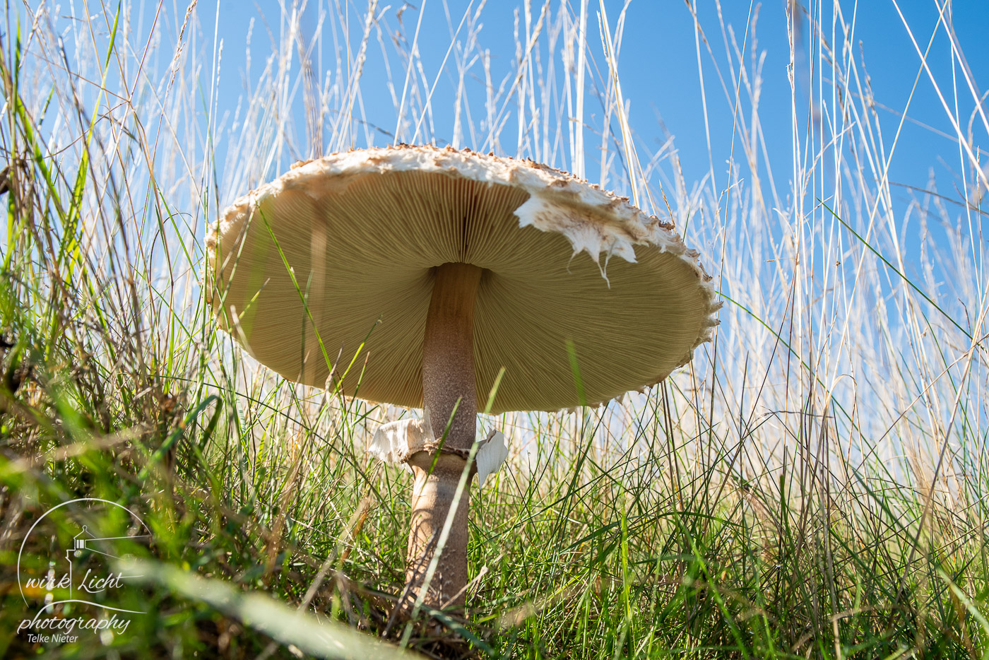 Pilz von unten betrachten