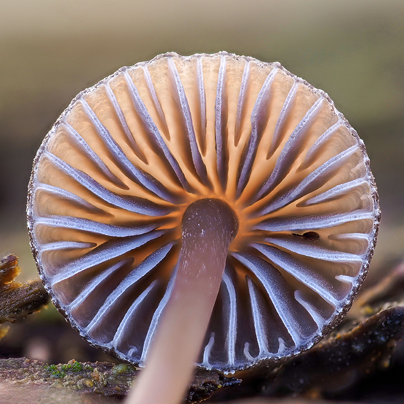 Pilz von unten, Makro ca. 10mm Ø