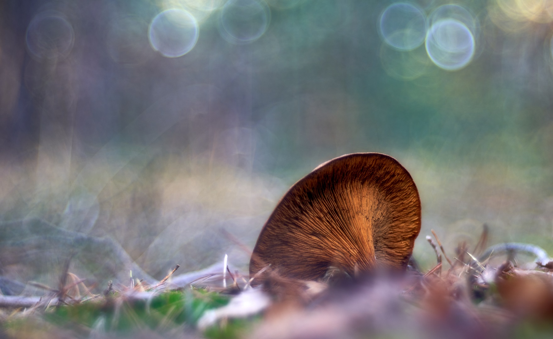 Pilz vor buntem Hintergrund