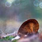 Pilz vor buntem Hintergrund